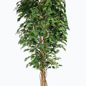 FICUS TREE NP230_210_UV ΥΨΟΣ 210cm NewPlan