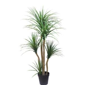 DRACAENA NP_28_155 ΥΨΟΣ 155cm NewPlan