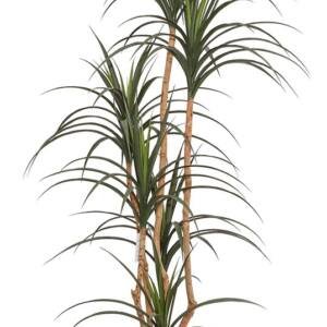 DRACAENA NP_325_180 ΥΨΟΣ 180cm NewPlan