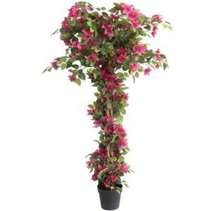 BOUGAINVILLEA NP_34_160 ΥΨΟΣ 160cm NewPlan